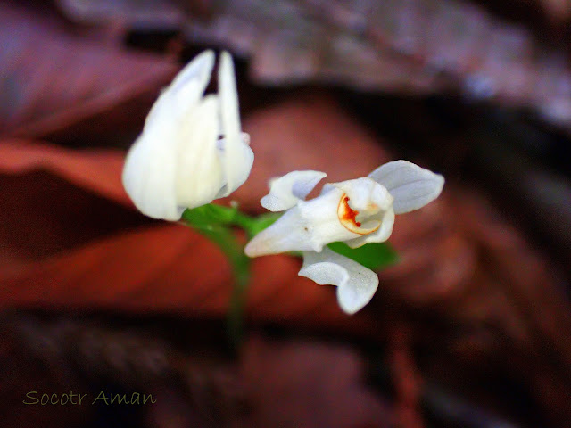 Cephalanthera erecta