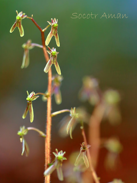 Neottia japonica