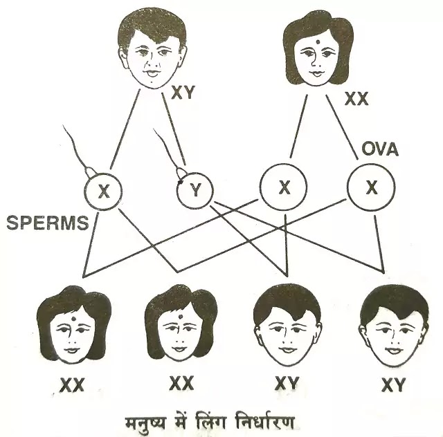 मनुष्य में लिंग निर्धारण (Sex Determination in man)|hindi