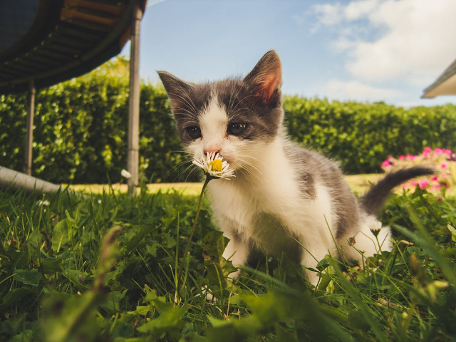 White and gray kitten smells white daisy flowers