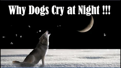 dog, dog cry, dogs cry in night, why dog cry in night