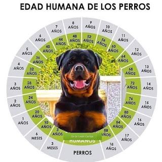 ¿Qué edad tiene mi perro en años humanos?