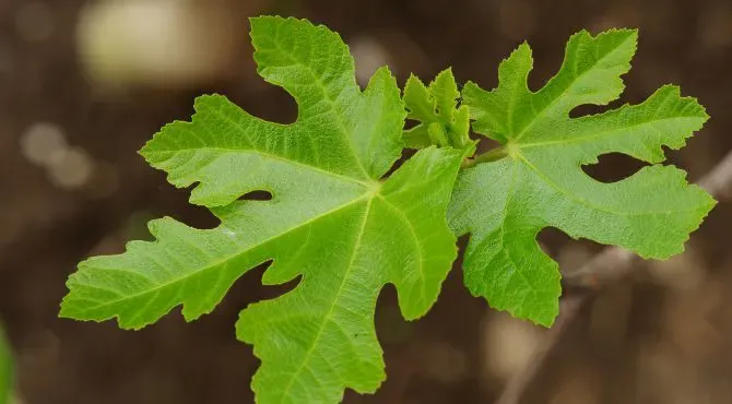 Other benefits of fig leaf