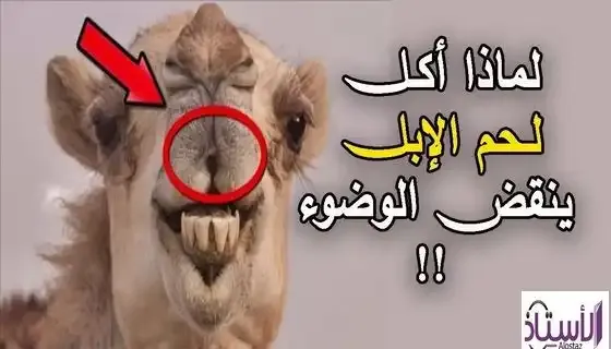 Why-camel-meat-invalidates-ablution