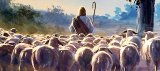 Picture of a the back of a man with shoulder length brown hair holding a shepherd's staff. He is wearing white with a red tunic on the diagonal. He is followed by many sheep.