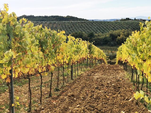 Vigneti di San Casciano