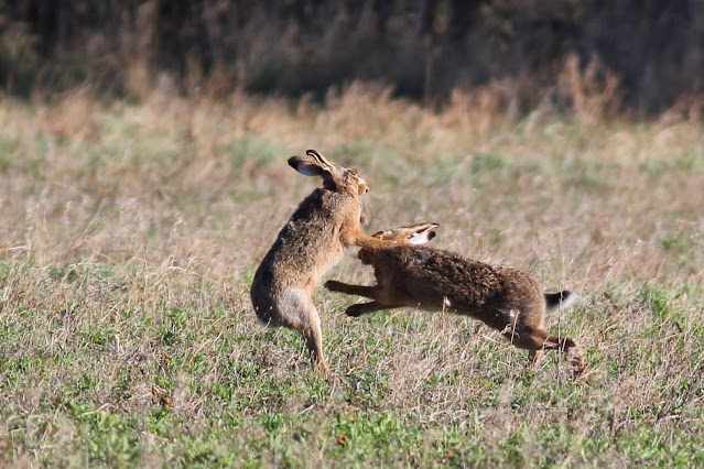 Boxing Brown Hares