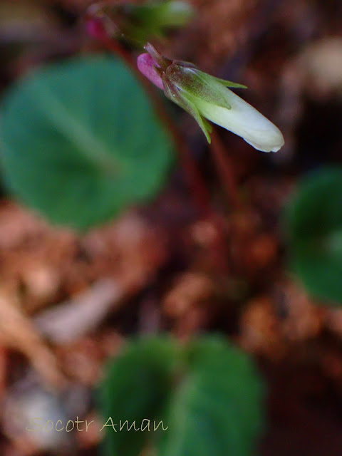 Viola sieboldii