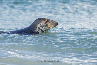 Wildlifefotografie Helgoland Düne Robben Kegelrobbe