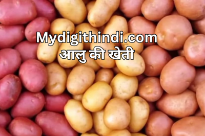 आलु की खेती | Farming of potato