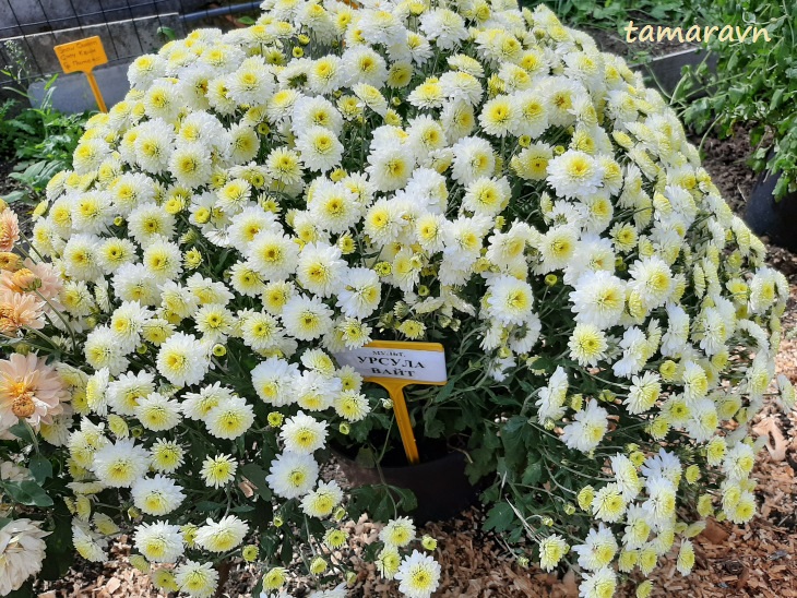 Хризантема (Chrysanthemum)