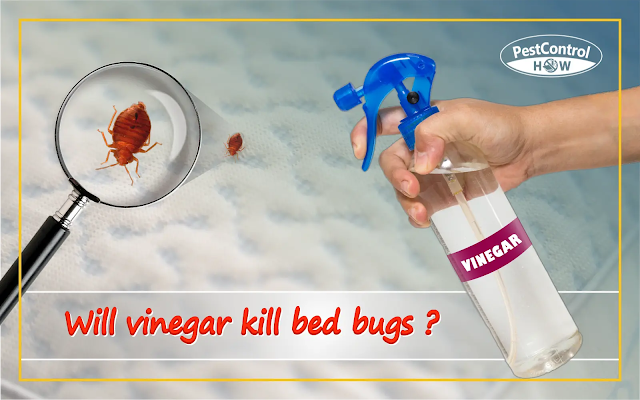 will-vinegar-kill-bed-bugs