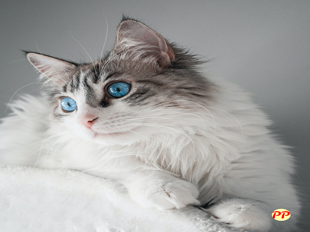 Info Terbaru Harga Kucing Anggora Termurah di Bawah Rp500 Ribu (Anakan dan Dewasa)