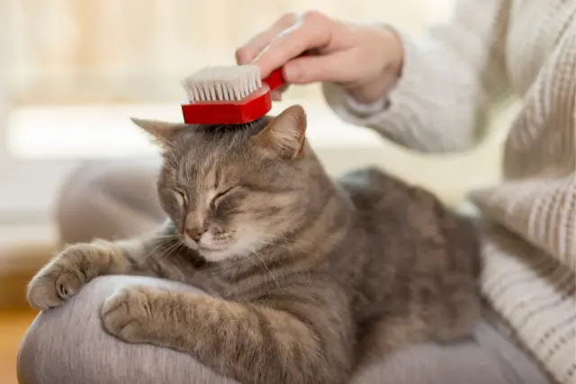 comment-faire-pour-qun-chat-perde-moins-ses-poils-1