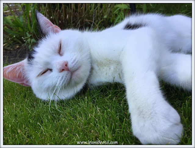 Smooch's Sleepy Garden Selfie ©BionicBasil® Sunday Selfies Blog Hop