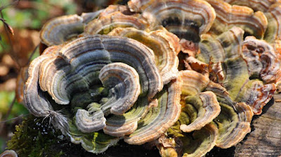 Will eating turkey tail mushrooms cure cancer?