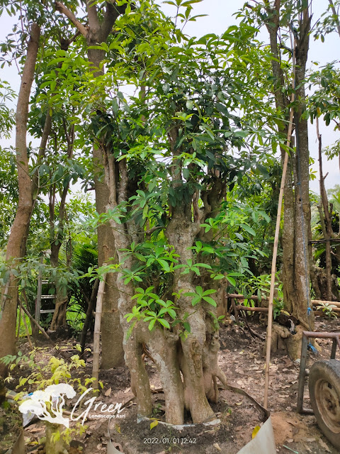 Jual Pohon Pule Taman di Purwakarta Berkualitas & Bergaransi