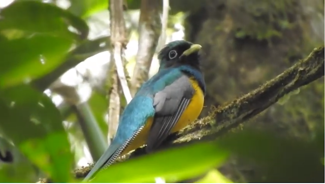 Nova espécie de ave descoberta na Mata Atlântica, em Alagoas