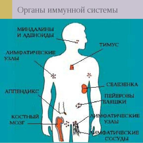 Основные органы иммунной системы человека