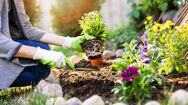 How to Grow Plants at Home? Advantages of Growing Plants at Home - ITechnical World