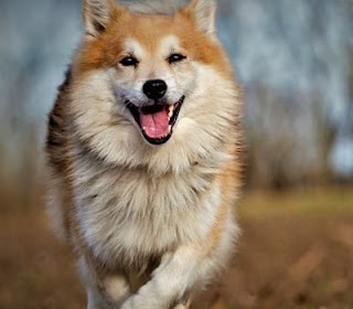 Icelandic Shepherd Dog History  In the ancient graves of Sweden and Denmark, in addition to human remains, the remains of dogs were also found. The Icelandic Shepherd Dog is very similar in body structure, size, and other features to the dogs whose remains we have just mentioned. Everything would be fine, but these remains are at least 8,000 years old.  Consequently, people in ancient times knew the ancestors of modern Icelandic shepherds - these animals have a very ancient and rich history. However, quite fair questions arise – if the ancestors of these dogs lived in Sweden and Denmark, then, firstly, how did they appear in Iceland, and secondly, why are they called Icelandic Shepherds?  When the Vikings discovered Iceland in the ninth century, they brought their dogs with them. Over time, the population of dogs on the island became quite large, while on the territory of their historical homeland they became smaller. Including, and the appearance of many other breeds, which was especially manifested in the Middle Ages. But Iceland, on the contrary, for a long time was much more isolated, in contrast to European countries, due to which the breed could be preserved as well as possible.  Even now, it is believed that the Icelandic Shepherd Dog is very similar to its ancestors who came to the island in the 9th century. Dog distemper at the end of the 19th century reduced the number of the breed by three quarters, putting it on the verge of extinction, which is why the Icelandic authorities in 1901 imposed a ban on the import of dogs to prevent possible external sources of infection. The Association of Icelandic Dog Breeders was established in 1969.    Characteristics of the breed popularity                                                           01/10  training                                                                10/10  size                                                                        05/10  mind                                                                     10/10  protection                                                          10/10  Relationships with children                         08/10  Dexterity                                                             07/10  Molting                                                                08/10      Breed Information Country  Iceland  Lifetime  14-15 years  Height  Males: 31-46 cm Females: 31-46 cm  Weight  Males: 10-16 kg Females: 10-16 kg  Length of coat  average  Color  black-white, cream-white, gray-white, reddish-white  Price  300 - 600 $     Description These are medium-sized dogs, with a strong, muscular physique. The limbs are slightly shorter than average, the muzzle is slightly elongated, the ears are erect. The tail is twisted into a ring and lies on its back. The coat is long, the color is mainly red, but it can be black and white, creamy white, gray-white, reddish-white.   Personality / Temperament The Icelandic Shepherd Dog is a very friendly and open breed. These dogs love contact with humans, and generally love people as such. They have the concept of territorial ownership, their territorial instincts will motivate the dog to defend his plot if it is a private house with a fenced territory or an apartment, but innate friendliness will not allow the Icelandic Shepherd dog to become a real ruthless watchman.  The breed has a high level of energy, which is understandable, given the genetics and past of these dogs, and therefore needs long walks and physical exertion. This will help to avoid destructive behavior at home or depressive states, however, the dog will also need games and activities at home. Spending an hour a day outside is not enough.  The Icelandic Shepherd Dog gets along well with other pets, only if they are not rodents. Problems are likely to arise here since first of all, such small animals as a dog are prey. You can make friends with cats, but it is better to do it at an early age. The Icelandic Shepherd Dog treats children well, spends time with them with joy, plays, and sometimes feels like a nanny.  However, keep in mind that the dog has its limit of patience, in addition, it is a fairly large dog - you should not leave him alone with children under five years old. This breed perceives strangers without aggression, often even friendly, although when the dog is in his territory and realizes this, he may have protective instincts. Accordingly, the dog barks, and barks a lot, this is an innate quality, but you can train the pet to shut up on command. The Icelandic Shepherd dog loves his family indefinitely, there are usually no problems in training.   Common diseases The Icelandic Shepherd Dog is a very healthy and strong breed that rarely gets sick.