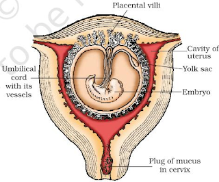 The human foetus within the uterus
