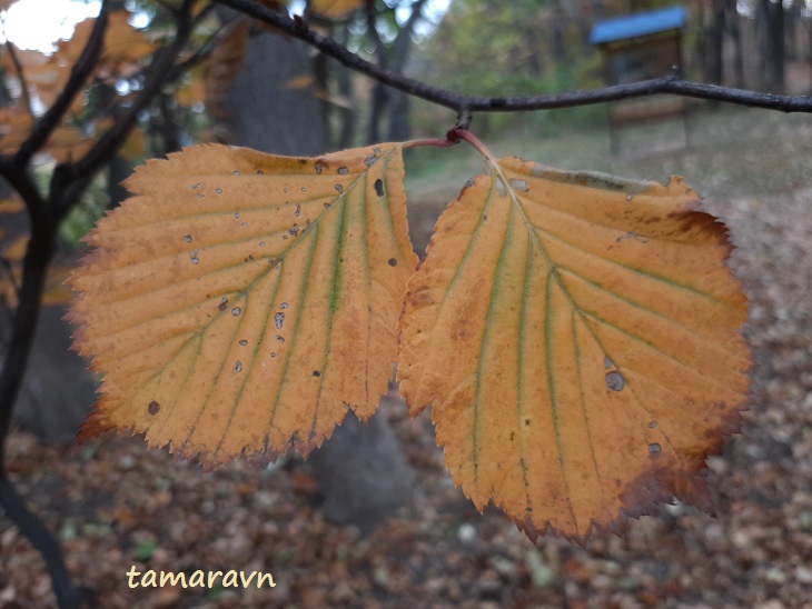 Мелкоплодник ольхолистный / Рябина ольхолистная (Micromeles alnifolia, =Sorbus alnifolia)