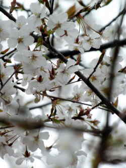 Вишня Мотидзуки (Prunus x mochidzukiana)