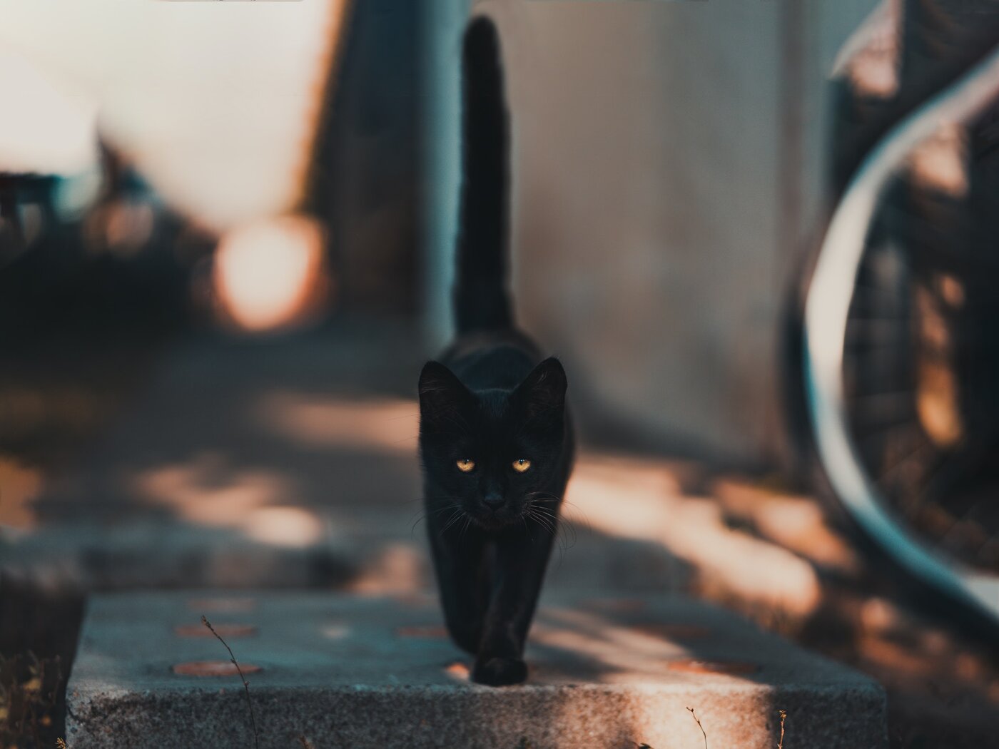 black cat on sidewalk walking towards camera - should you or should you not let your cat outside