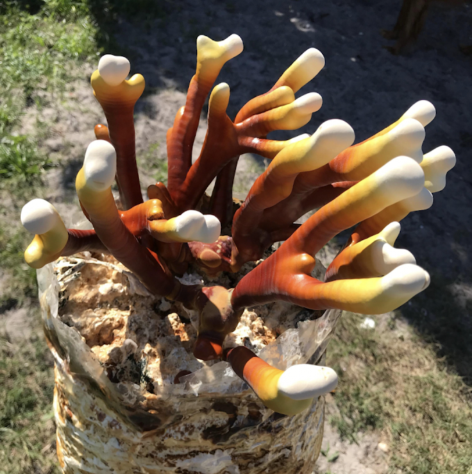 Ganoderma Mushroom Products in Port-of-Spain | MycoNutra® Ganoderma | MycoNutra® reishi mushroom products   