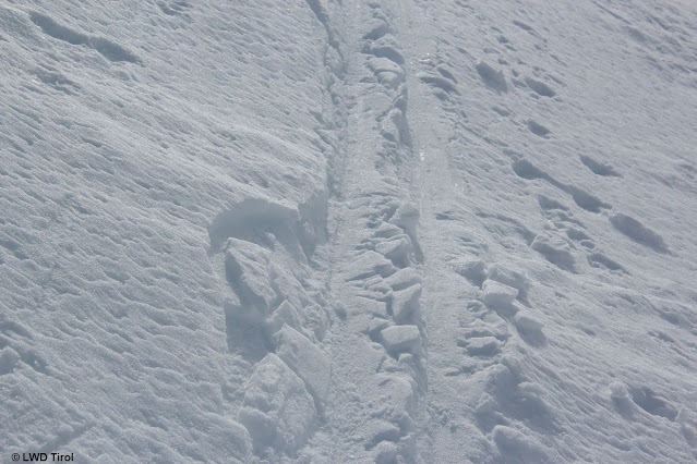 Die Übergangsbereiche mit Bruchharsch nehmen langsam zu. (Foto: 08.03.2022)