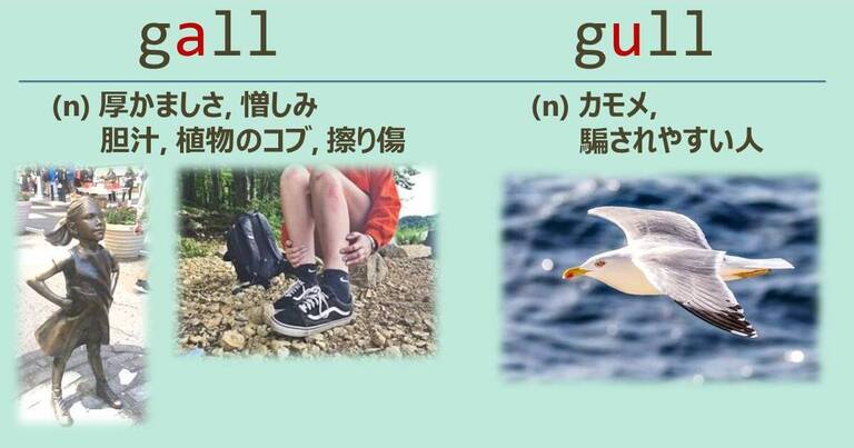 gall, gull, スペルが似ている英単語