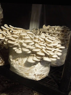 Mushroom cultivation training in Azerbaijan