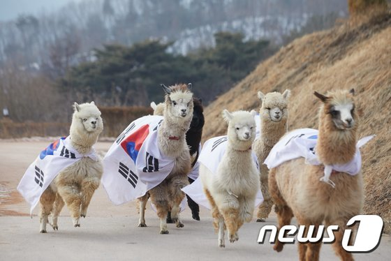 [theqoo] ALPACAS RUNNING WITH THE KOREAN FLAG ON