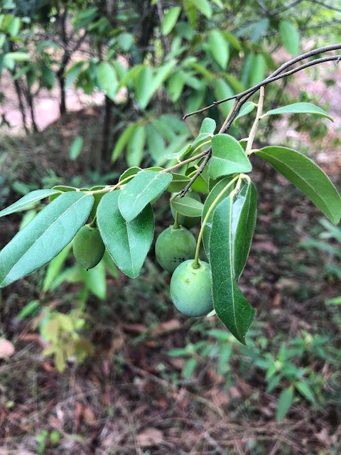 Diospyros bejaudii