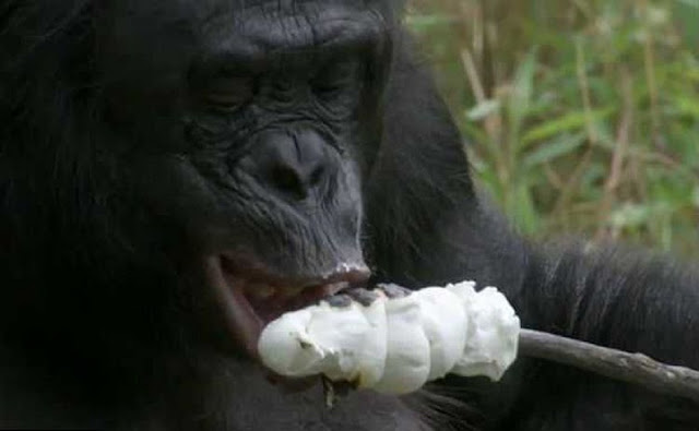 Кулинарные способности шимпанзе