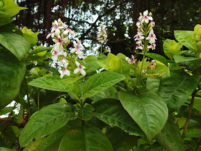 金葉擬美花的花序