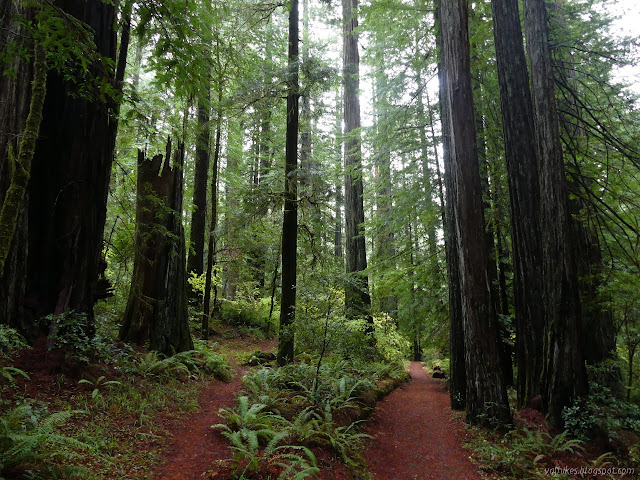 3: trails among tall trees