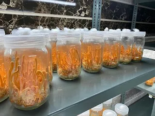 Cordyceps mushroom farming training in Maharashtra.