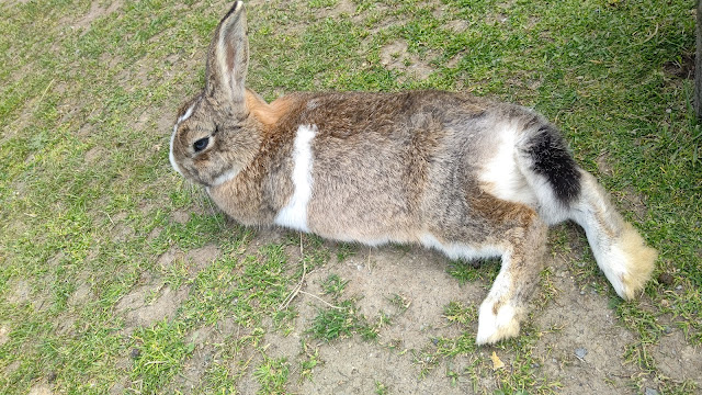 北海道 道北 稚内市動物ふれあいランド