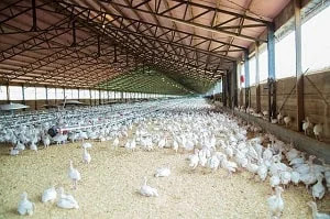 Poultry farm management system project in visual basic
