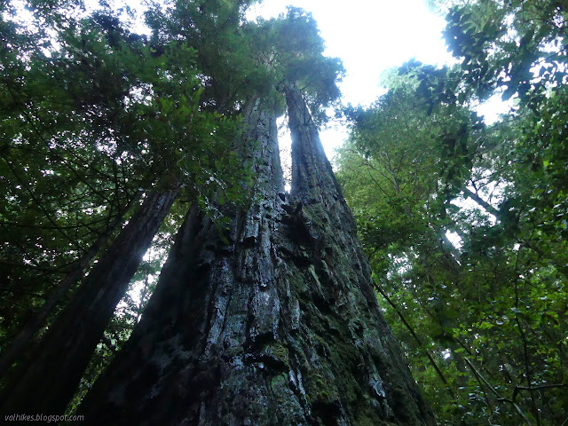 60: upward with undergrowth