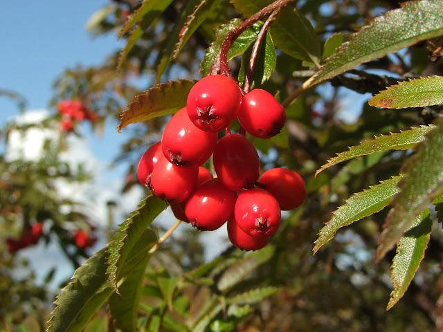 Рябина бузинолистная (Sorbus sambucifolia)