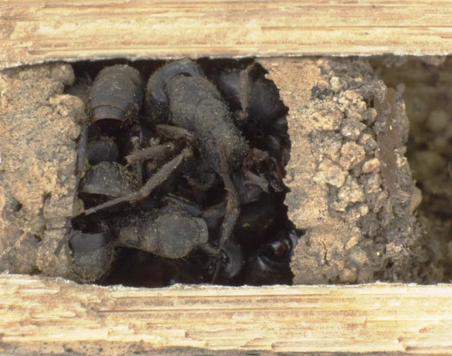 Входная камера гнезда Deuteragenia ossarium, заполненная трупами муравьёв.