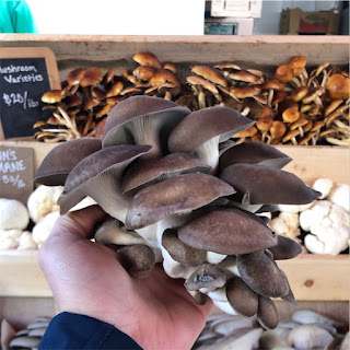 Oyster mushroom consultancy