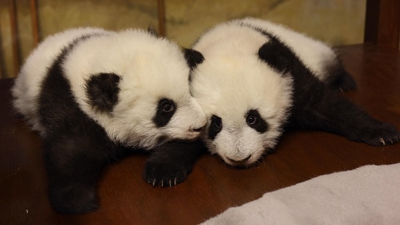gemelos panda