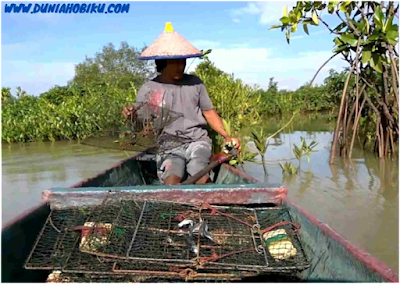 fungsi ekonomis hutan mangrove