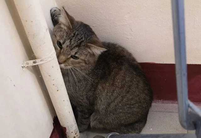 Хозяева вынуждены были бросить котика Тефтельку, потому что их выгнали из квартиры