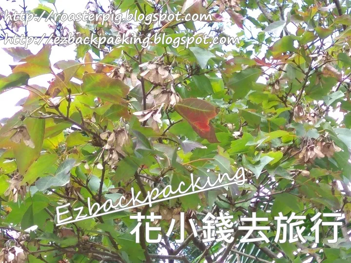 香港公園紅葉