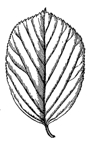 Рябина бархатистая / Ария бархатистая (Sorbus velutina, =Aria velutina)